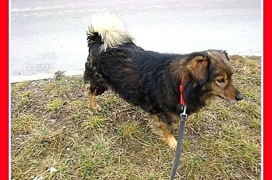 12 kg,wesoły psiak KULKO,przytulaśny,sympatyczny,k