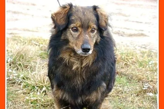 12 kg,wesoły psiak KULKO,przytulaśny,sympatyczny,k