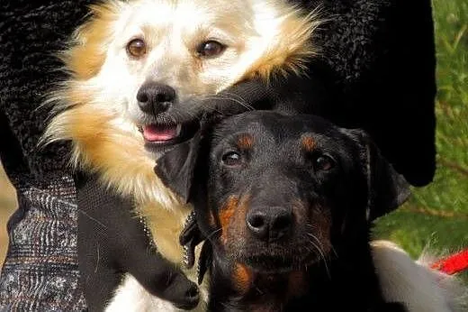 Suczka w typie jagteriera-Jagoda.ADOPCJA !,  mazow