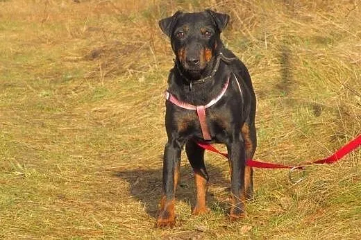 Suczka w typie jagteriera-Jagoda.ADOPCJA !,  mazow