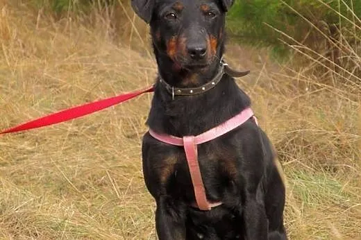 Suczka w typie jagteriera-Jagoda.ADOPCJA !,  mazow