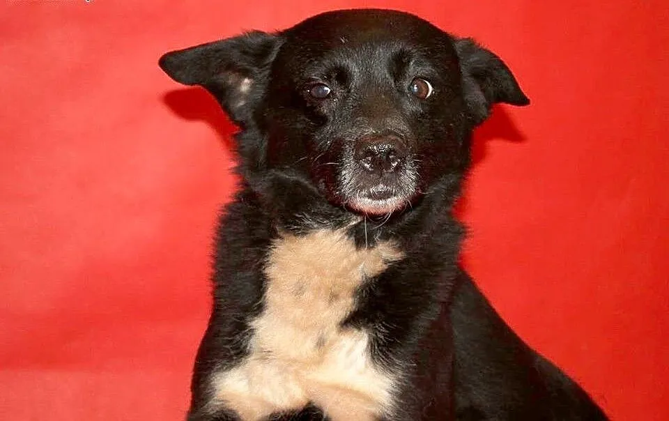Krówka - urocza sunia do adopcji :), wielkopolskie Poznań, Wielkopolskie, Poznań
