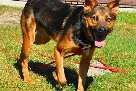 MISIEK - fajny, 3 letni psiak uratowany z łańcucha do adopcji,  mazowieckie Warszawa