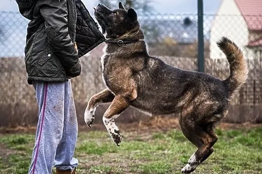Wspaniały pies APSIK - czeka na Człowieka :),  ślą