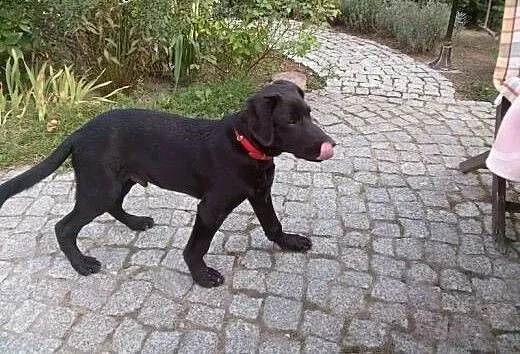 Szok (labrador) 7 miesięczny maluch szuka domu, w