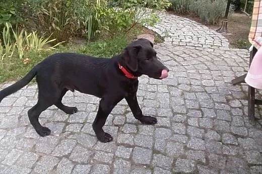 Szok (labrador) 7 miesięczny maluch szuka domu,  w