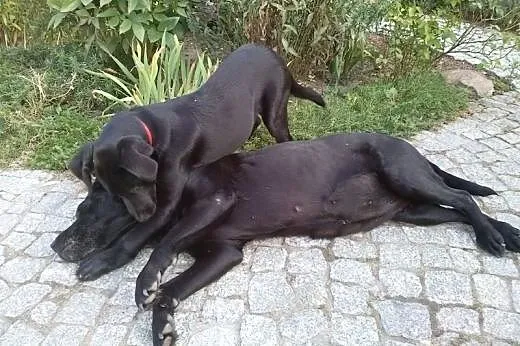 Szok (labrador) 7 miesięczny maluch szuka domu,  w