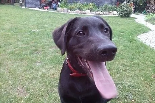 Szok (labrador) 7 miesięczny maluch szuka domu,  w