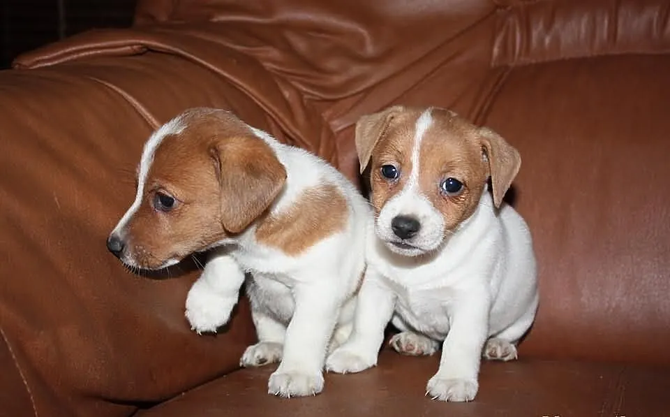 JACK Russel terrier- szczenięta rodowodowe- WYJĄTK