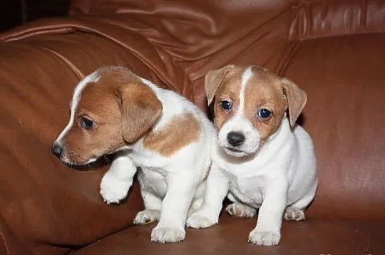 JACK Russel terrier- szczenięta rodowodowe- WYJĄTKOWE- z doświadczonej