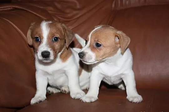 JACK Russel terrier- szczenięta rodowodowe- WYJĄTK