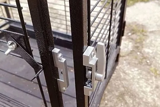 Papuga do oswojenia możliwość zakupu z klatką, Świętokrzyskie, Sandomierz