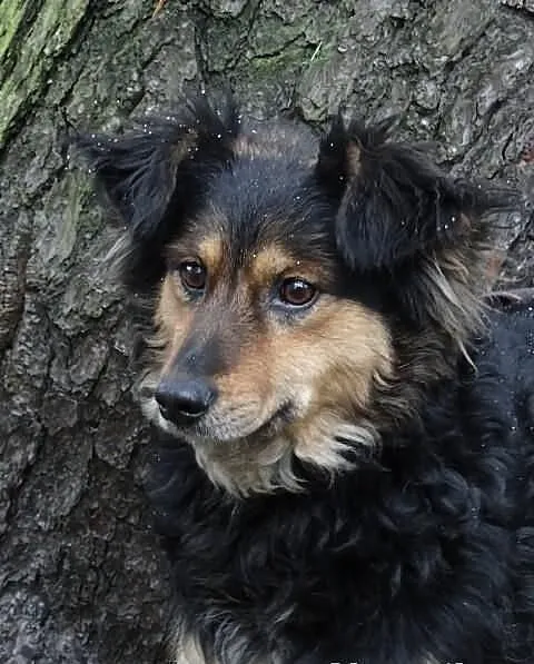 Tania - Młodziutka, radosna sunia czeka na dom.