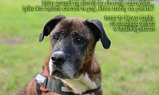 Adoptuj Kowusia a pokocha Cię bezgranicznie całym