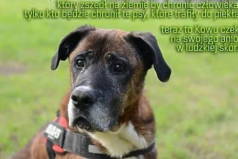 Adoptuj Kowusia a pokocha Cię bezgranicznie całym 