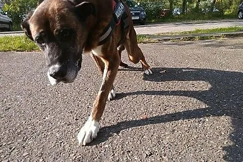 Adoptuj Kowusia a pokocha Cię bezgranicznie całym 