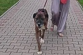 Adoptuj Kowusia a pokocha Cię bezgranicznie całym 