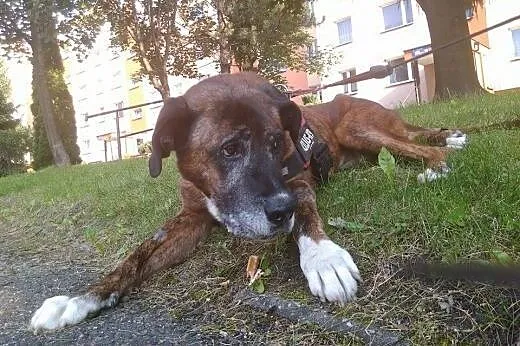 Adoptuj Kowusia a pokocha Cię bezgranicznie całym 
