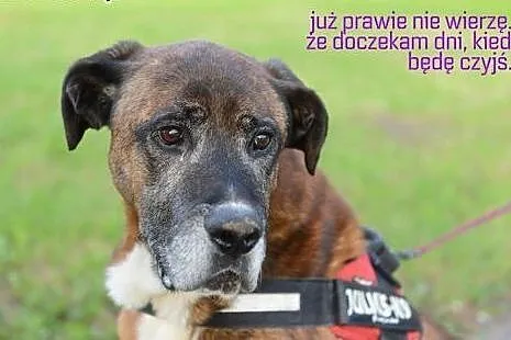 Adoptuj Kowusia a pokocha Cię bezgranicznie całym 