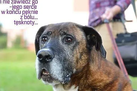 Adoptuj Kowusia a pokocha Cię bezgranicznie całym 