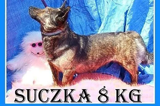 8 kg,jamnikowata,mała,młoda,łagodna,przytulaśna suczka PRĘGUSKA.Adopcja,  dolnośląskie Wrocław