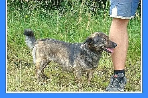 8 kg,jamnikowata,mała,młoda,łagodna,przytulaśna su
