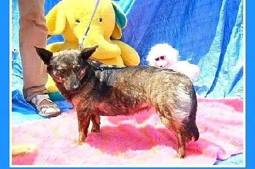 8 kg,jamnikowata,mała,młoda,łagodna,przytulaśna su