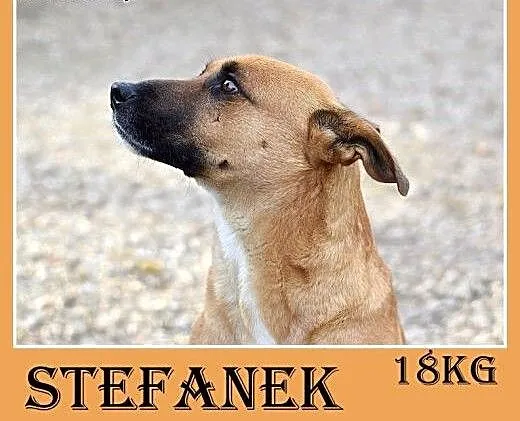 18kg,średni,młody,przyjazny piesek STEFANEK do dom