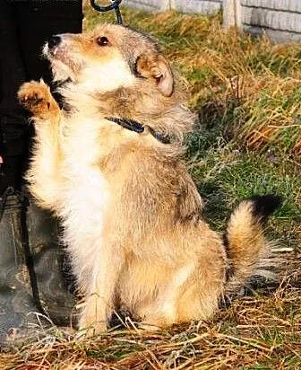 Berryś kochany, grzeczny, szorstkowłosy psiak mix