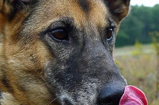 Harold przeżywa w schronisku piekło! Dłużej tu nie