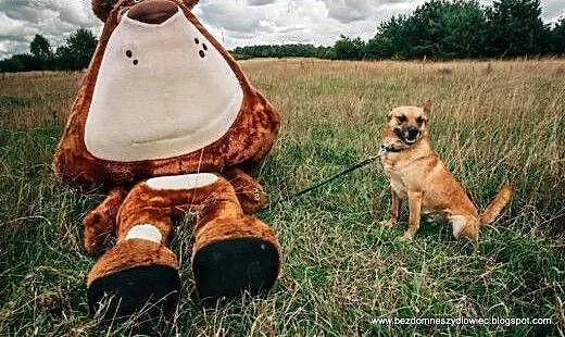 Wedel - sympatyczny rudzielec do adopcji, małopol
