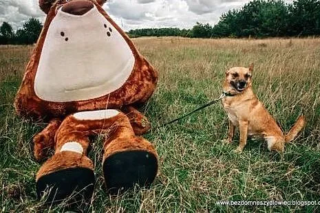 Wedel - sympatyczny rudzielec do adopcji,  małopol
