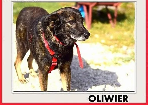 Średni,przyjazny,spokojny,szczepiony piesek OLIWER.ADOPCJA, śląskie Katowice, Śląskie, Katowice