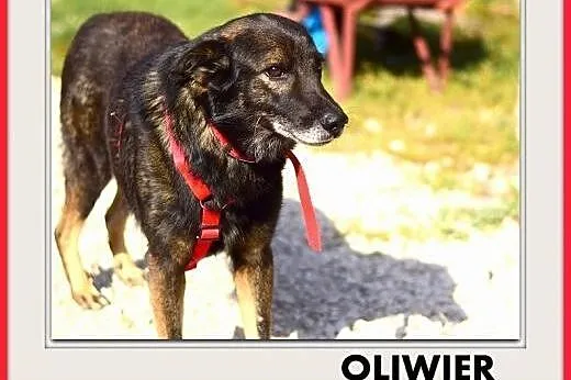 Średni,przyjazny,spokojny,szczepiony piesek OLIWER.ADOPCJA,  śląskie Katowice, Śląskie, Katowice