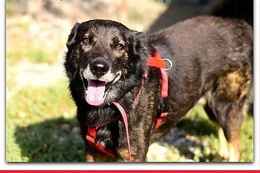Średni,przyjazny,spokojny,szczepiony piesek OLIWER.ADOPCJA,  śląskie Katowice, Śląskie, Katowice