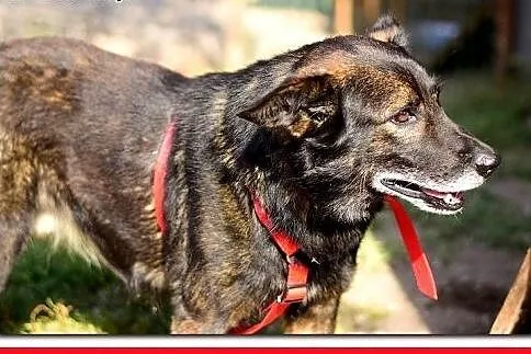 Średni,przyjazny,spokojny,szczepiony piesek OLIWER.ADOPCJA,  śląskie Katowice, Śląskie, Katowice
