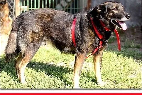 Średni,przyjazny,spokojny,szczepiony piesek OLIWER.ADOPCJA,  śląskie Katowice, Śląskie, Katowice