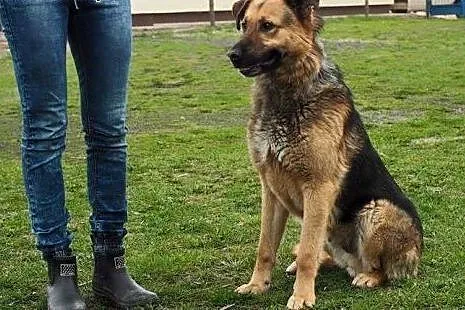 Ocal Neo pięknego owczarkowatego pieska przed schr