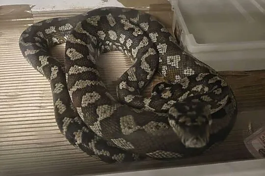 Morelia Spilota Variegata Samica