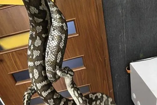 Morelia Spilota Variegata Samica, Śląskie, Radlin