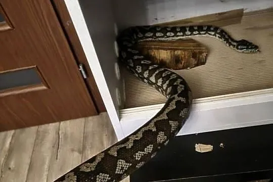 Morelia Spilota Variegata Samica, Śląskie, Radlin