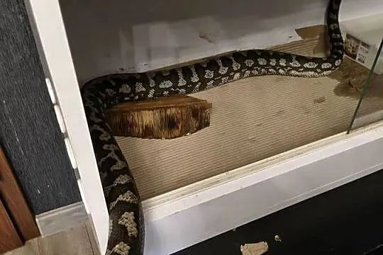 Morelia Spilota Variegata Samica, Śląskie, Radlin