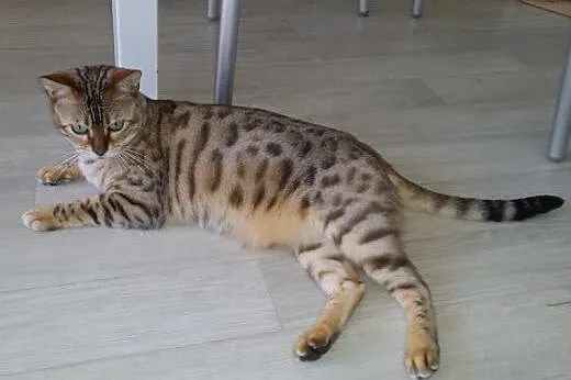 Kot bengalski - mały lampart,  wielkopolskie Konin