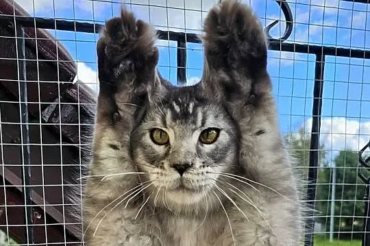 Srebrzysty tikowany Maine Coon, Pomorskie, Gdańsk