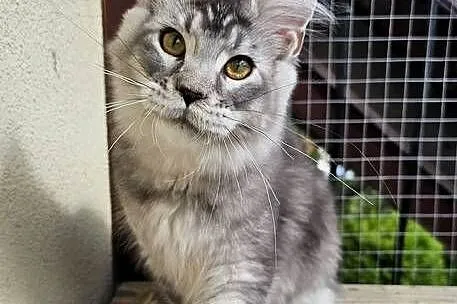 Srebrzysty tikowany Maine Coon, Pomorskie, Gdańsk