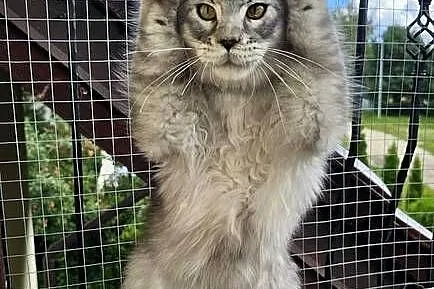 Srebrzysty tikowany Maine Coon, Pomorskie, Gdańsk