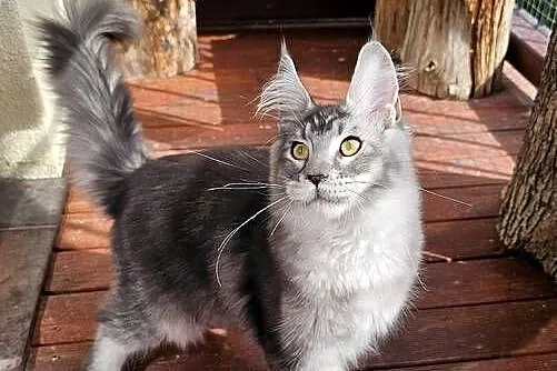 Srebrzysty tikowany Maine Coon, Pomorskie, Gdańsk