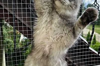 Srebrzysty tikowany Maine Coon, Pomorskie, Gdańsk