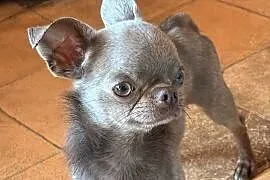 Chihuahua samiec