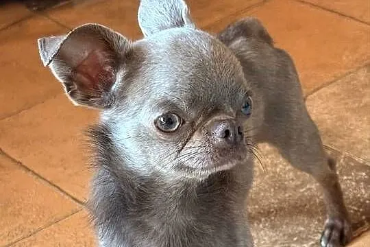 Chihuahua samiec